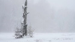 Сильный снег и ветер с порывами до 32 м/c: погода на Сахалине и Курилах 29 января